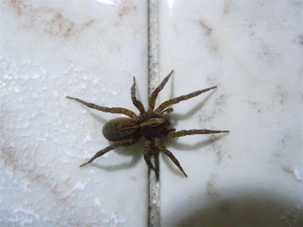 Trochosa sp.